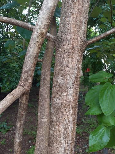 Kashmir tree