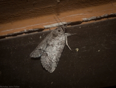 Nycteola polycyma