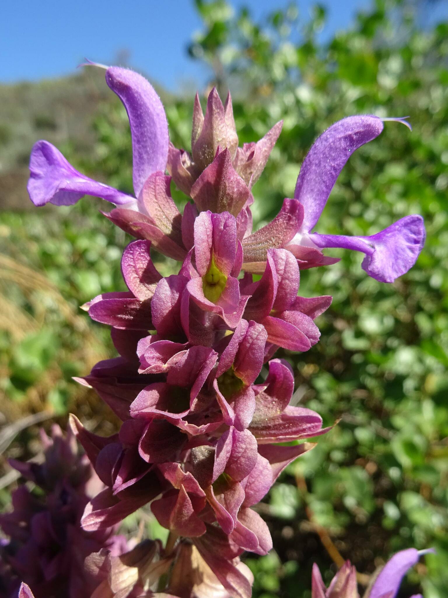 Imagem de Sálvia-das-Canárias