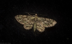 Gymnoscelis chlorobapta