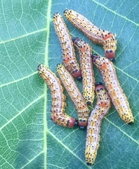 Oedemasia concinna