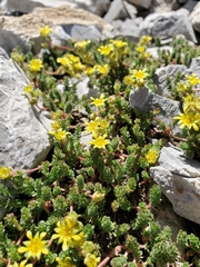 Ivesia cryptocaulis