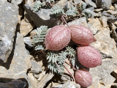 Astragalus platytropis