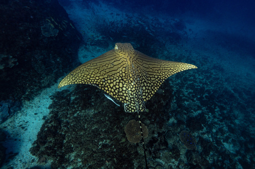 Sierlijke arendsrog (Aetomylaeus vespertilio) — Myliobatidae — 5