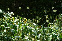 Allium victorialis