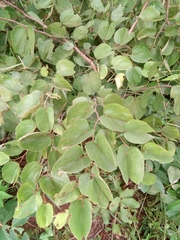 Piliostigma thonningii