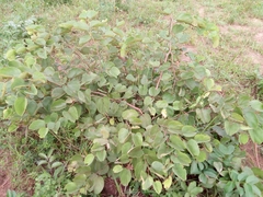 Piliostigma thonningii