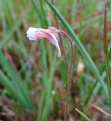 Pinguicula lusitanica