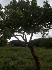 Anacardium occidentale