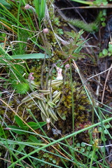 Pinguicula lusitanica