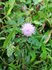 Mimosa pudica