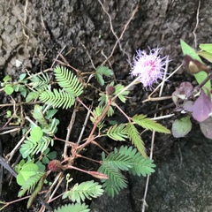 Mimosa pudica