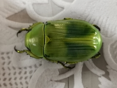 Chrysina psittacina