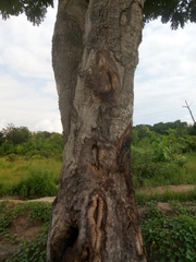 Parkia biglobosa