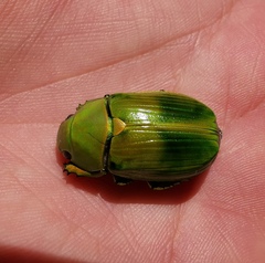 Chrysina psittacina