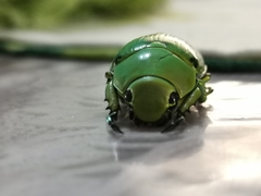 Chrysina psittacina