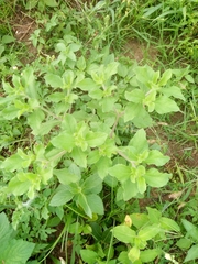 Acanthospermum hispidum