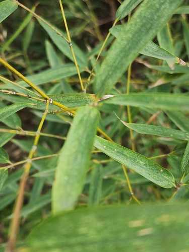 Foto de Bambu-mossô