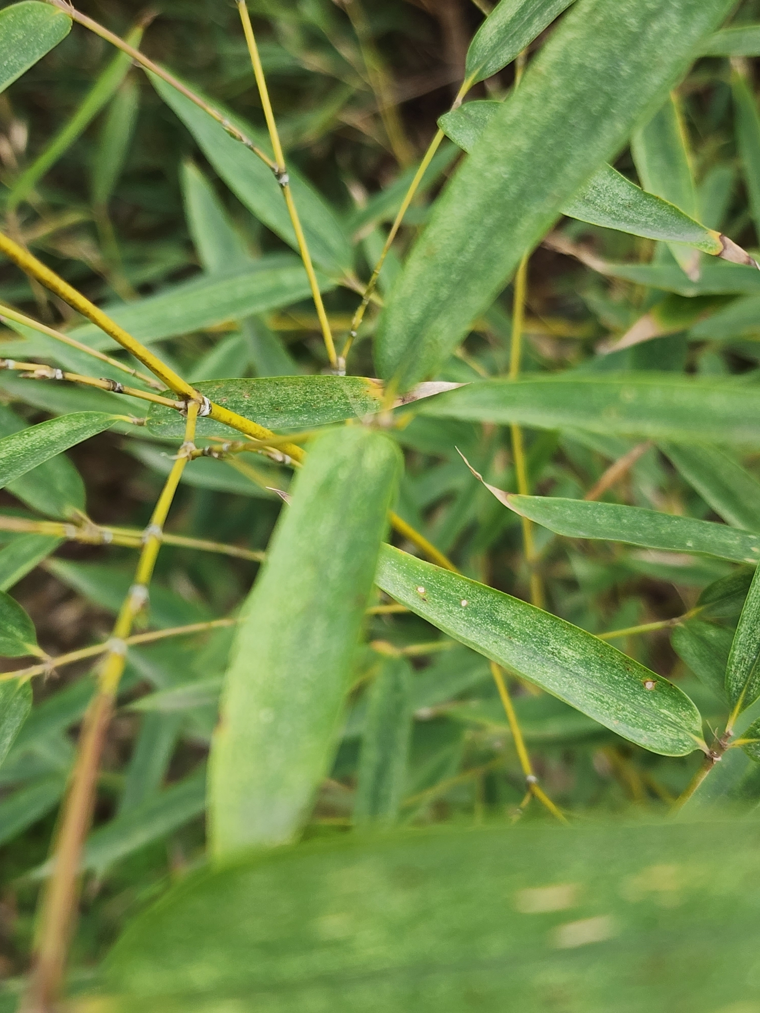 Imagem de Bambu-mossô