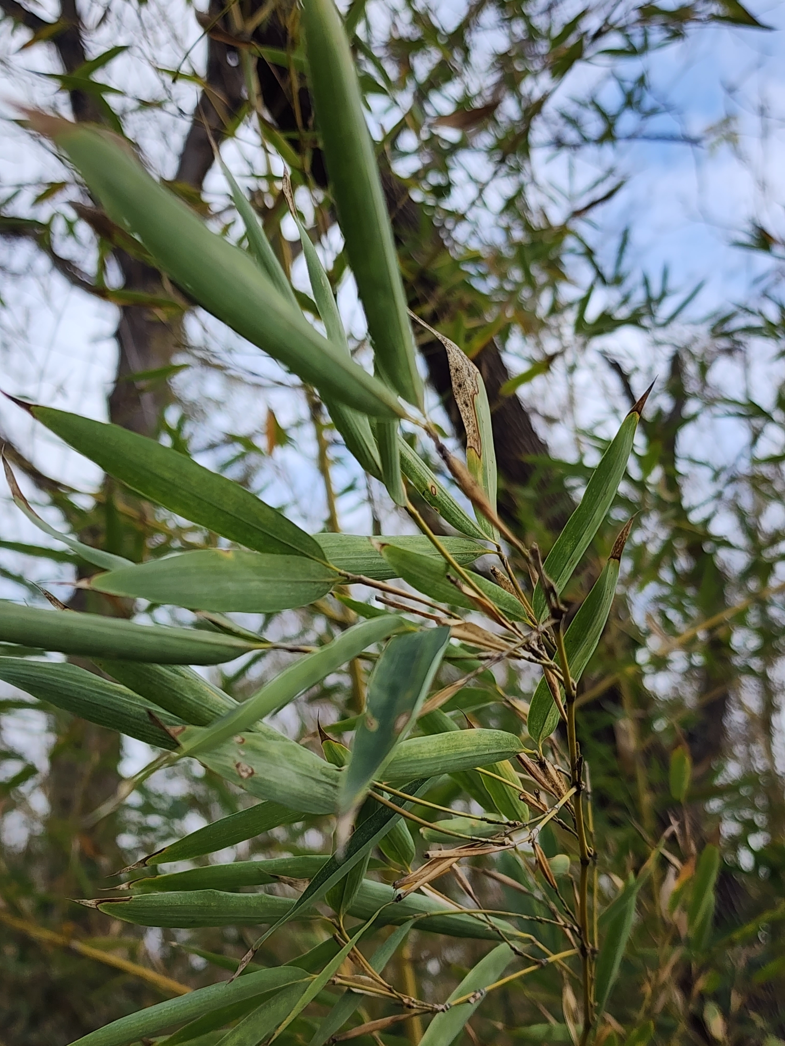Imagem de Bambu-mossô