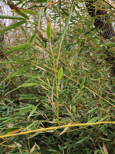 Foto de Bambu-mossô