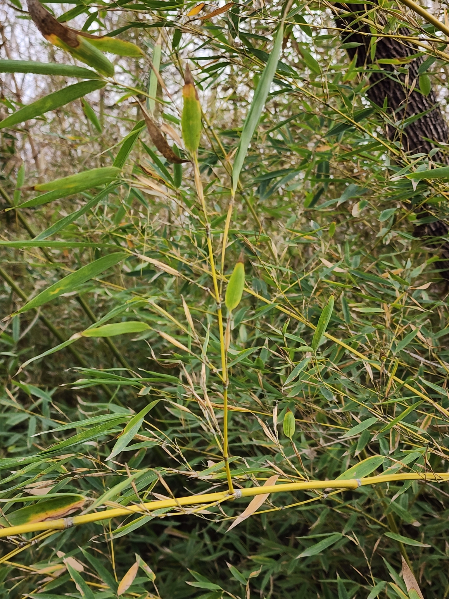 Imagem de Bambu-mossô