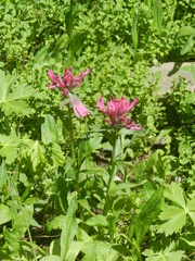 Castilleja rhexiifolia