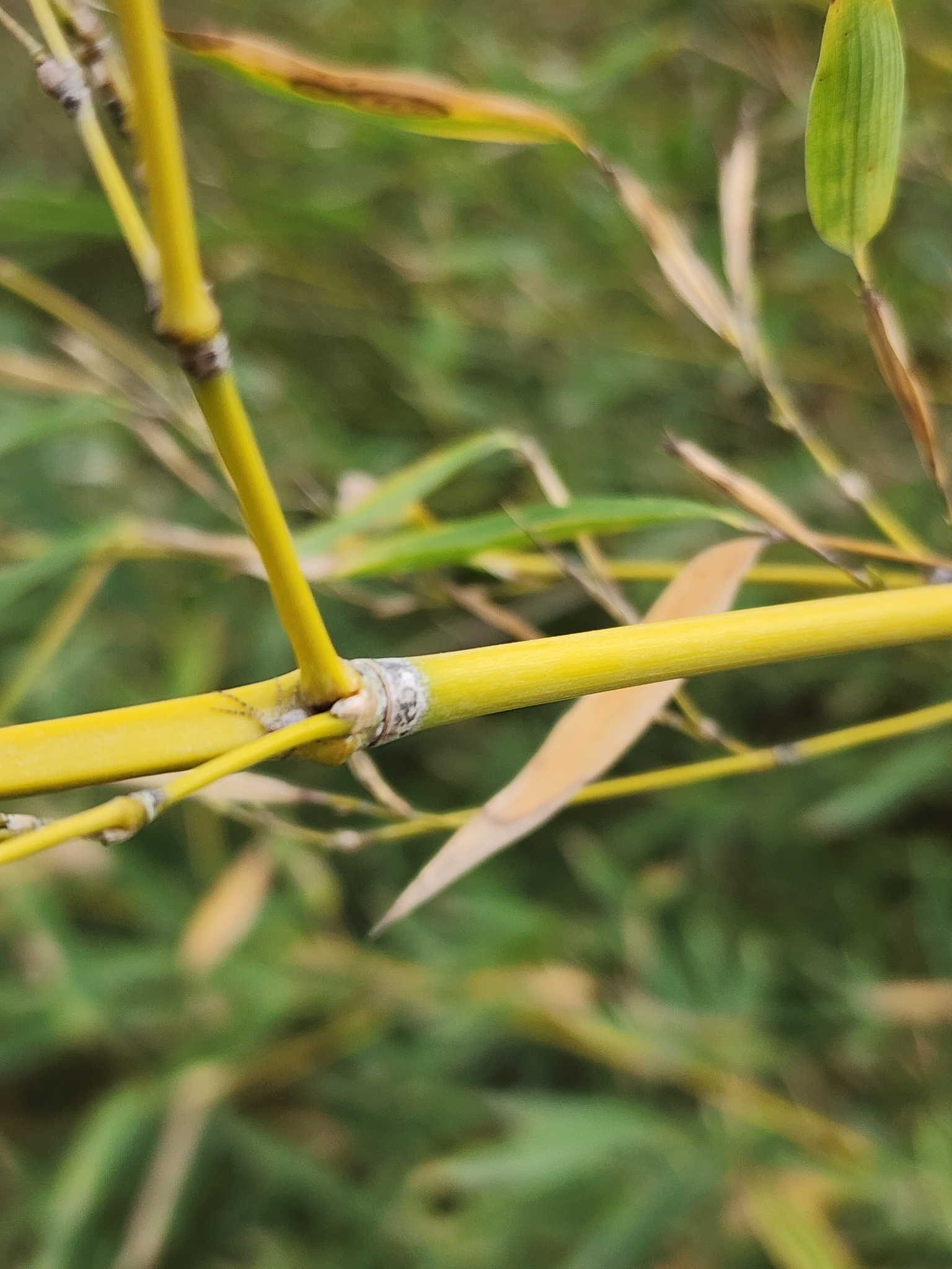 Imagem de Bambu-mossô