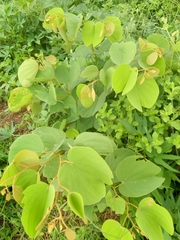 Piliostigma thonningii
