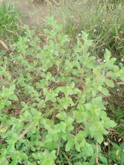 Acanthospermum hispidum