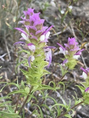 Orthocarpus cuspidatus