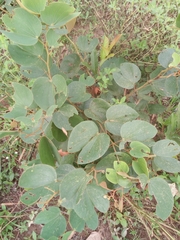 Piliostigma thonningii