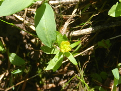 Ranunculus uncinatus