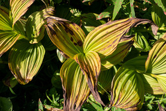 Veratrum viride