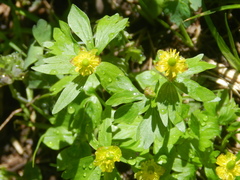 Ranunculus uncinatus