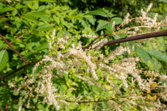 Aruncus