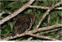 Strix albitarsis