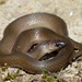 Rough Earthsnake - Photo (c) Robert Meehan, some rights reserved (CC BY-NC), uploaded by Robert Meehan