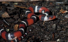 Lampropeltis elapsoides