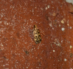Martyringa latipennis