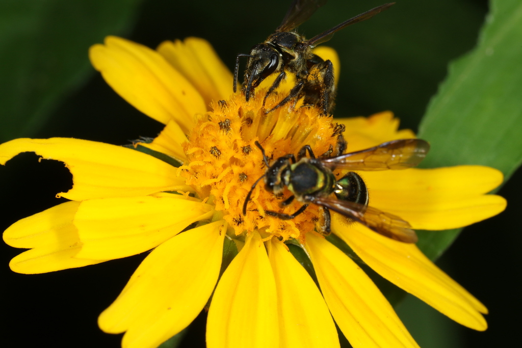 Neocorynura codion