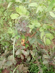 Detarium microcarpum