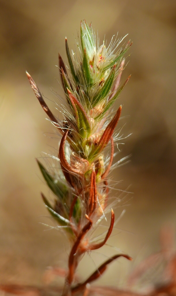 scotts valley polygonum