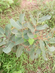 Detarium microcarpum