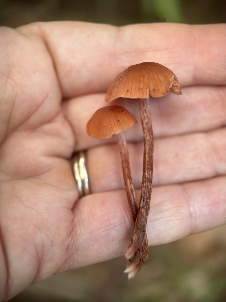 Laccaria fraterna · February 2025 · photo: © bealeiderman (iNaturalist, cc-by)
