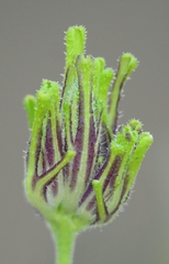 Cordylanthus rigidus rigidus