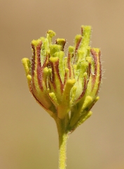 Cordylanthus rigidus rigidus