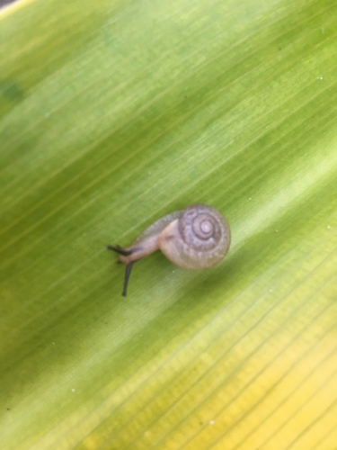 Bradybaena similaris observed 2019-08-05