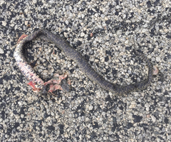 Lampropeltis holbrooki