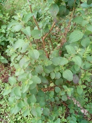 Ocimum basilicum